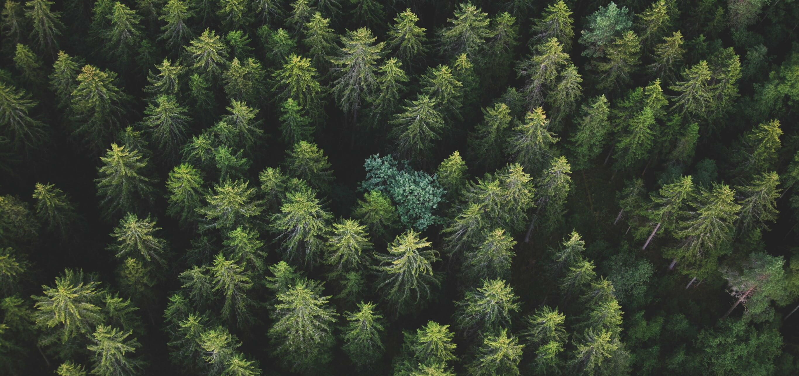 La forêt, notre ressource