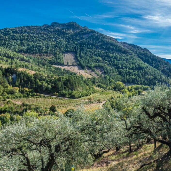 forêt Drôme