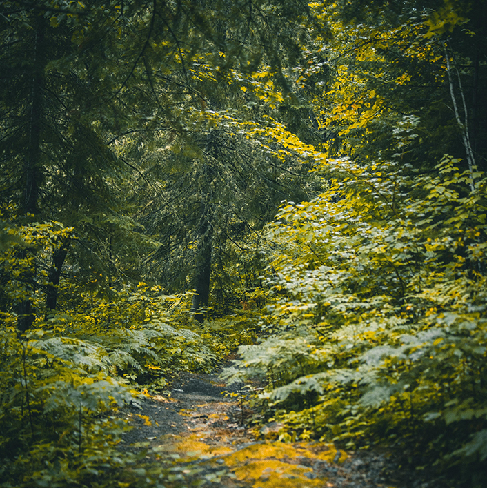 forêt Poitou