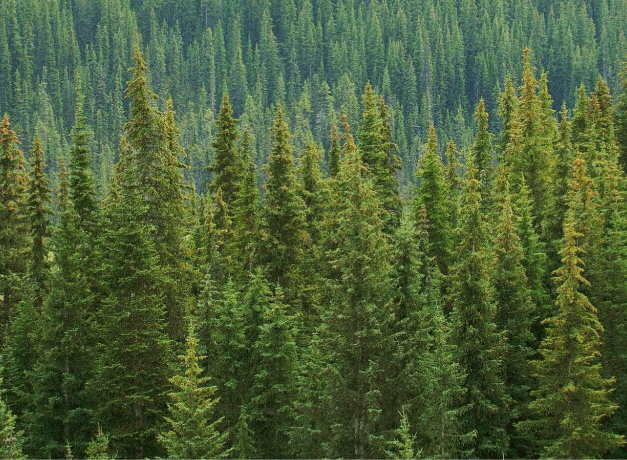 DÉVELOPPER LE PUITS DE CARBONE POUR LUTTER CONTRE LE RéCHAUFFEMENT CLIMATIQUE